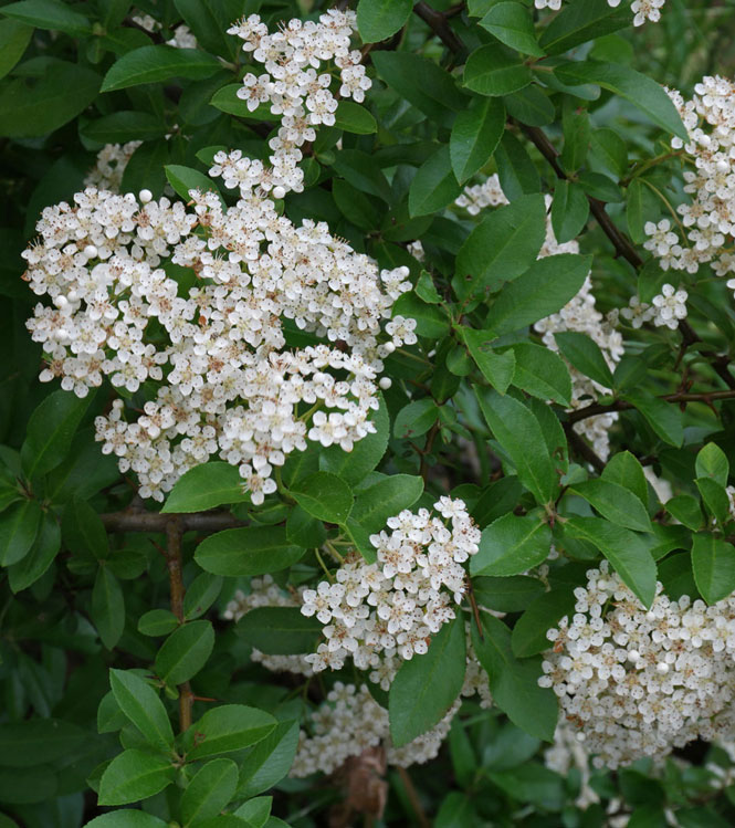 Pyracantha coccinea