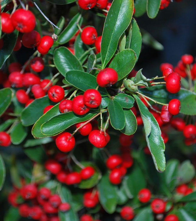 Pyracantha coccinea