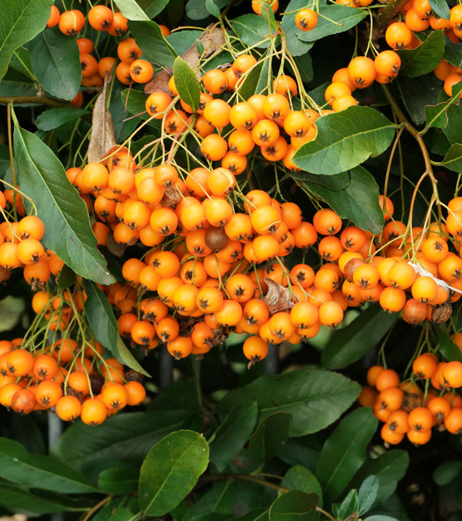 Pyracantha coccinea