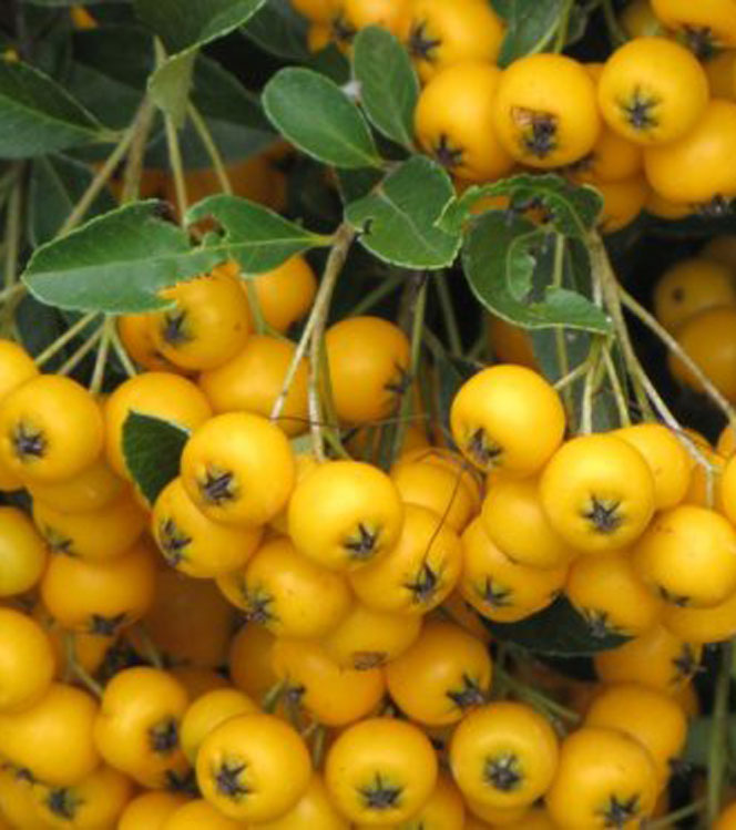 Pyracantha coccinea