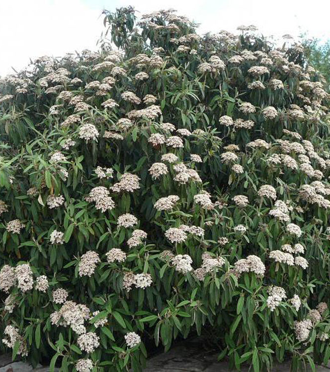 Viburnum rhytidophyllum