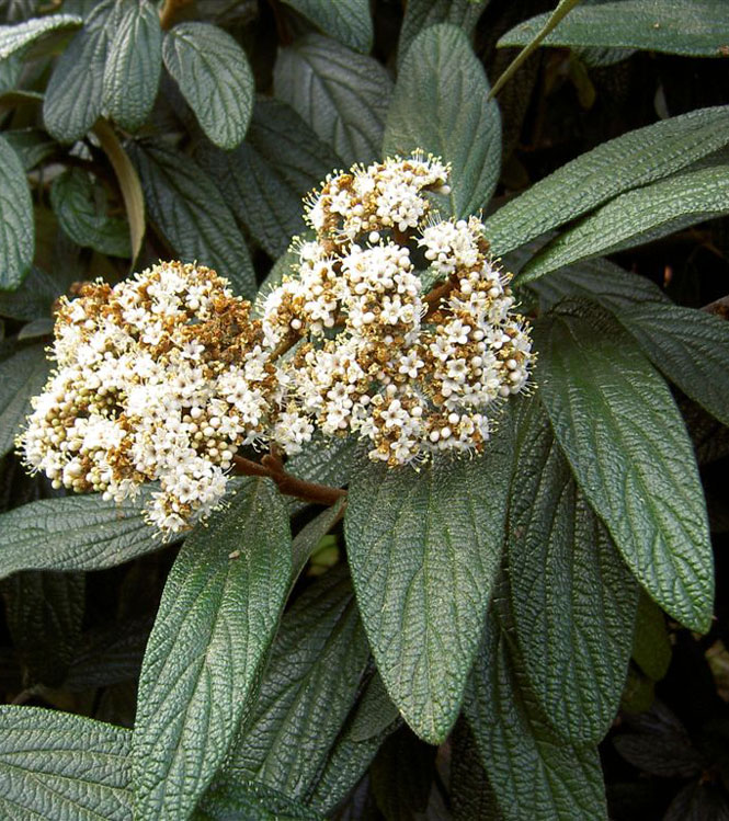 Viburnum rhytidophyllum