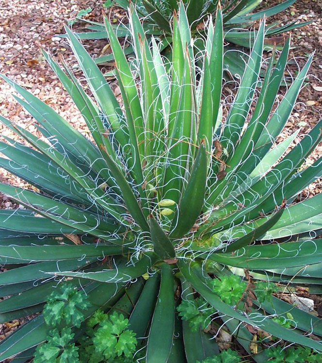 Yucca filamentosa