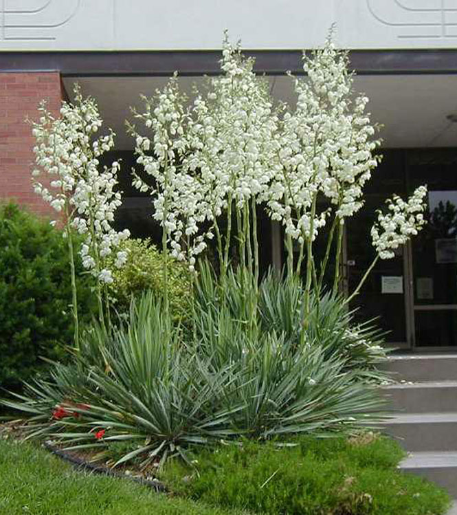 Yucca filamentosa